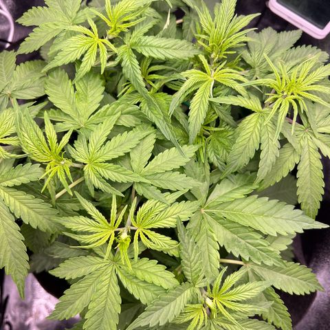 Lemonita growlog timeline photo