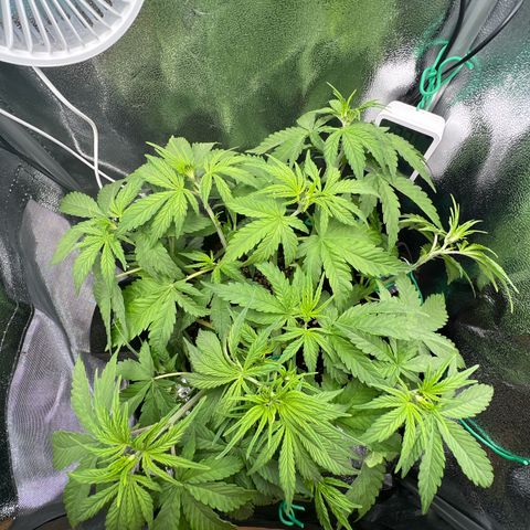 Lemonita growlog timeline photo