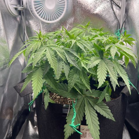 Lemonita growlog timeline photo