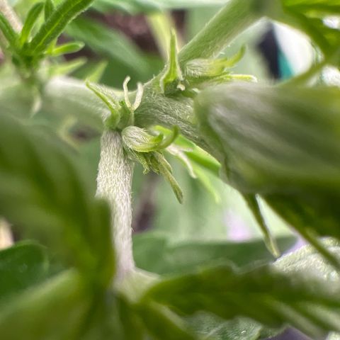 Lemonita growlog timeline photo