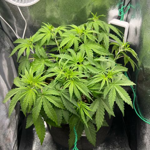 Lemonita growlog timeline photo
