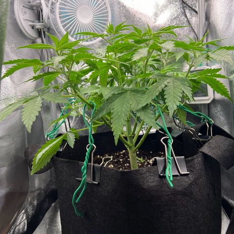 Lemonita growlog timeline photo