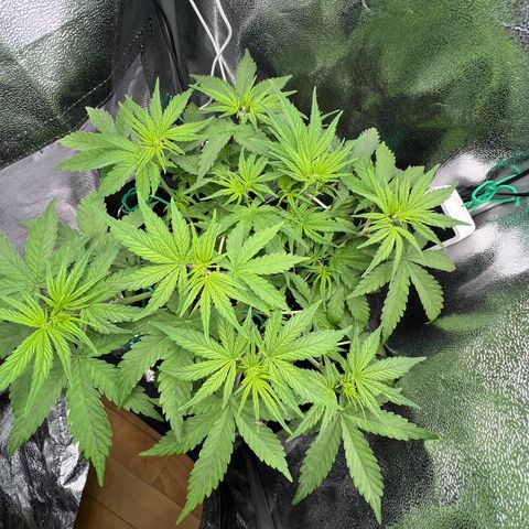 Lemonita growlog timeline photo