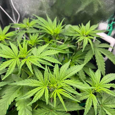 Lemonita growlog timeline photo