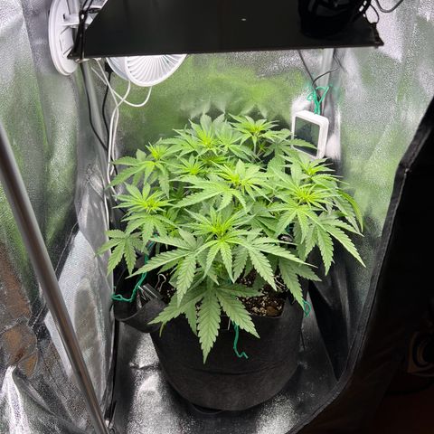 Lemonita growlog timeline photo