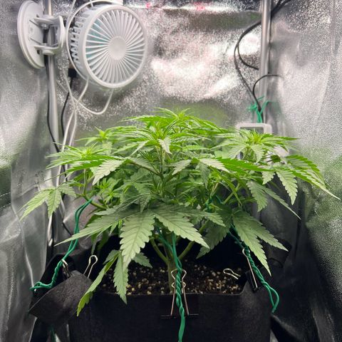Lemonita growlog timeline photo