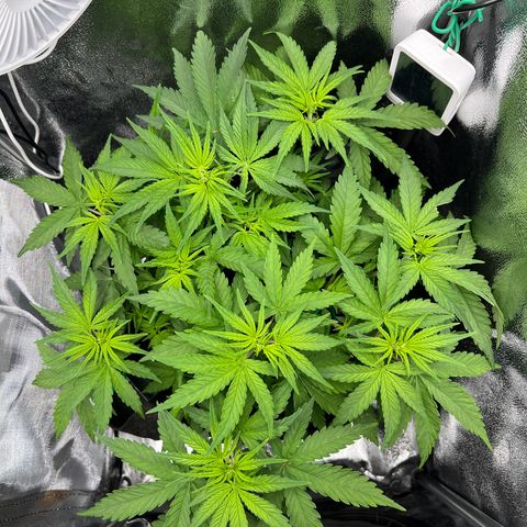 Lemonita growlog timeline photo