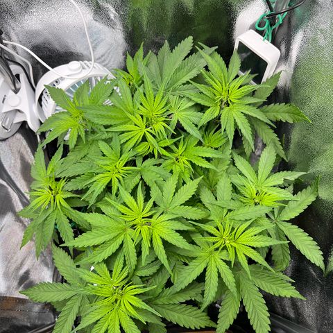 Lemonita growlog timeline photo