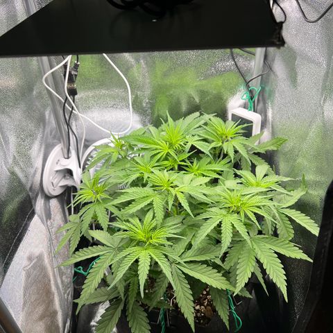 Lemonita growlog timeline photo