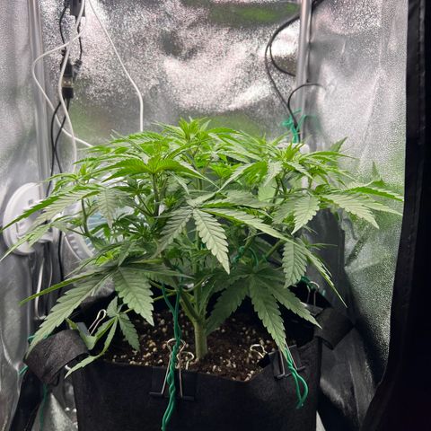 Lemonita growlog timeline photo