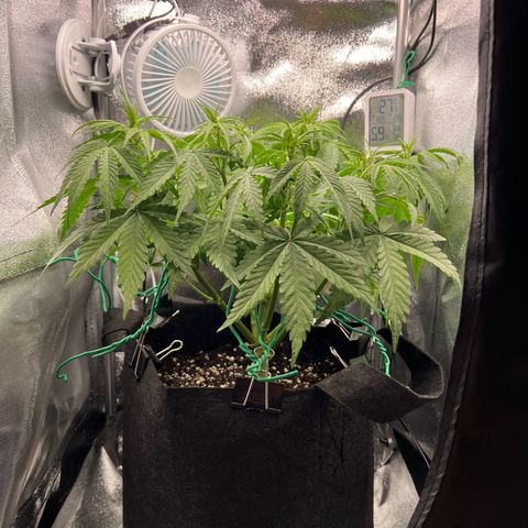 Lemonita growlog timeline photo