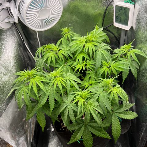 Lemonita growlog timeline photo