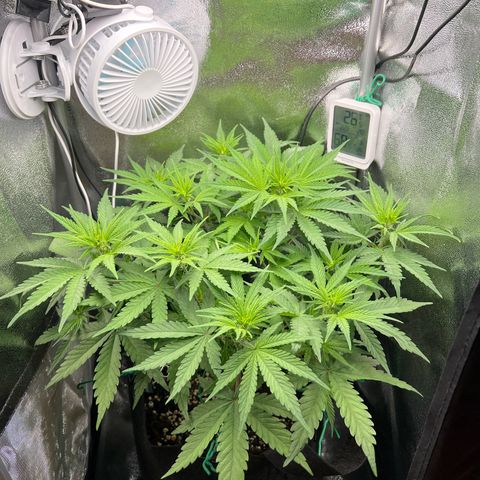 Lemonita growlog timeline photo