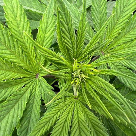 Lemonita growlog timeline photo