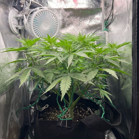 Lemonita growlog timeline photo