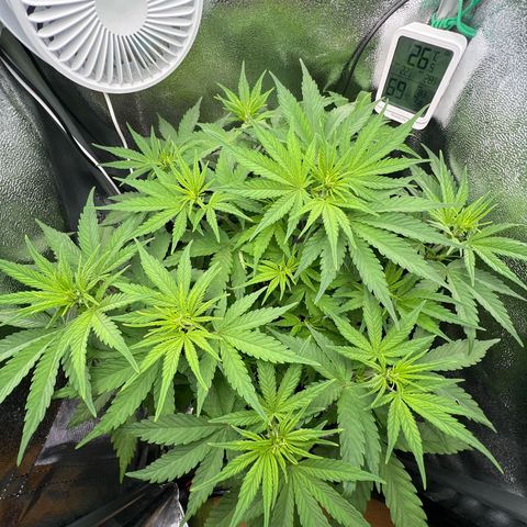 Lemonita growlog timeline photo