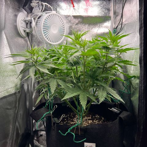 Lemonita growlog timeline photo