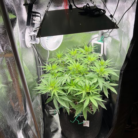 Lemonita growlog timeline photo