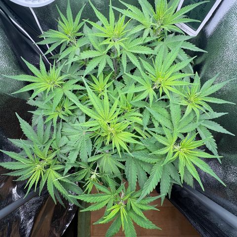Lemonita growlog timeline photo
