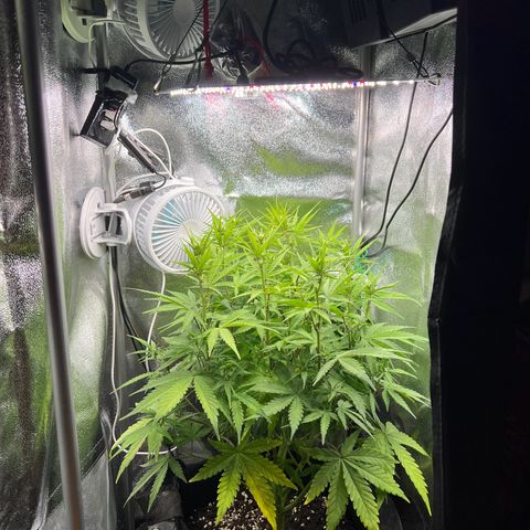 Lemonita growlog timeline photo