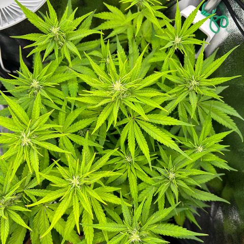 Lemonita growlog timeline photo