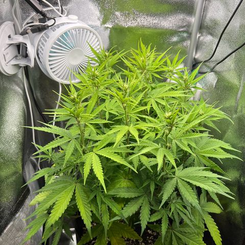Lemonita growlog timeline photo