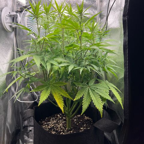 Lemonita growlog timeline photo