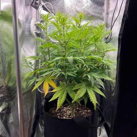 Lemonita growlog timeline photo