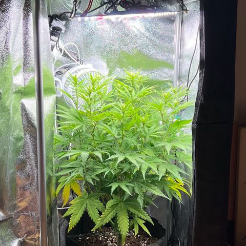 Lemonita growlog timeline photo