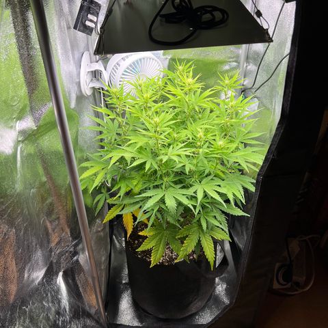 Lemonita growlog timeline photo