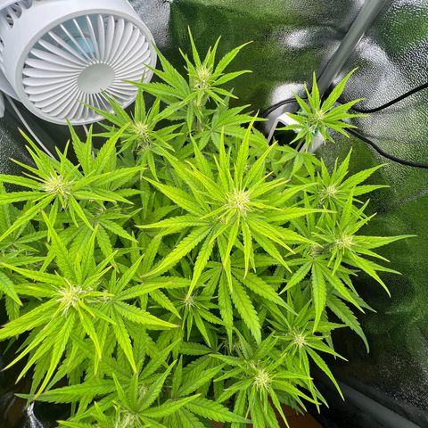 Lemonita growlog timeline photo