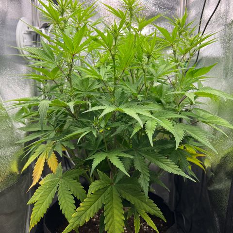 Lemonita growlog timeline photo