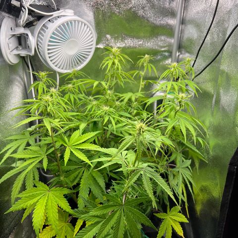 Lemonita growlog photo: Defoliate and Lollipop