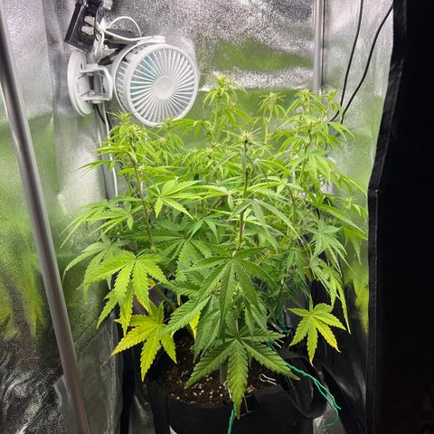 Lemonita growlog photo: Defoliate and Lollipop