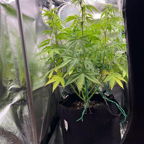 Lemonita growlog photo: Defoliate and Lollipop