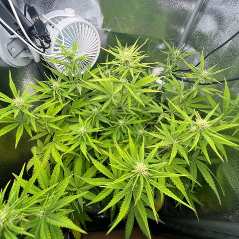 Lemonita growlog timeline photo