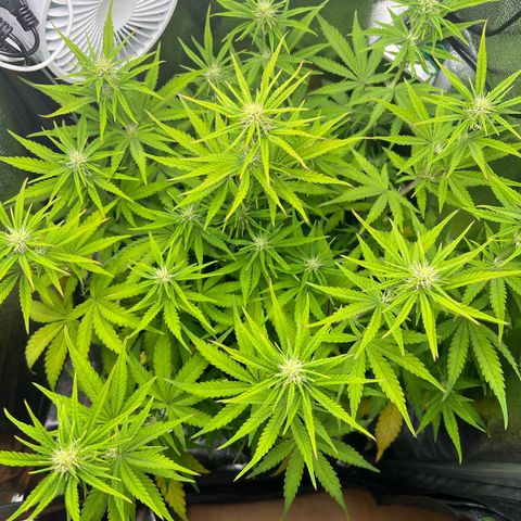 Lemonita growlog timeline photo