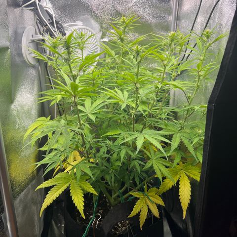 Lemonita growlog timeline photo