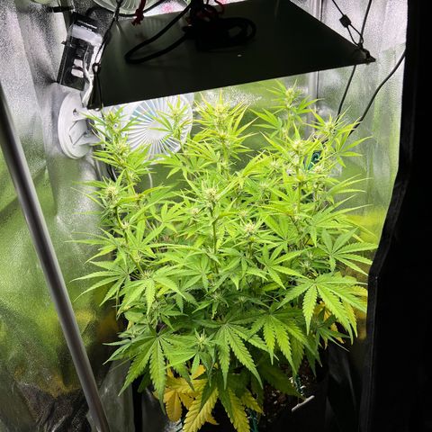 Lemonita growlog timeline photo