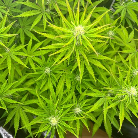 Lemonita growlog timeline photo