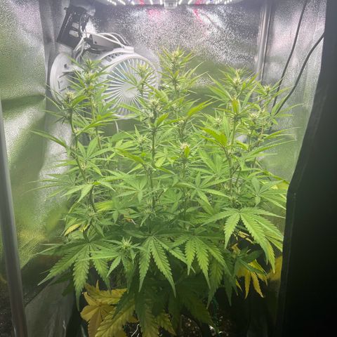 Lemonita growlog timeline photo