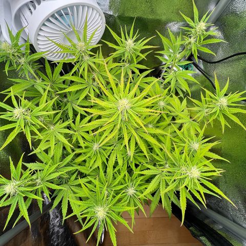 Lemonita growlog timeline photo