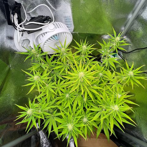Lemonita growlog timeline photo