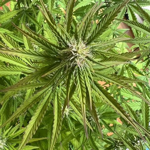 Lemonita growlog timeline photo