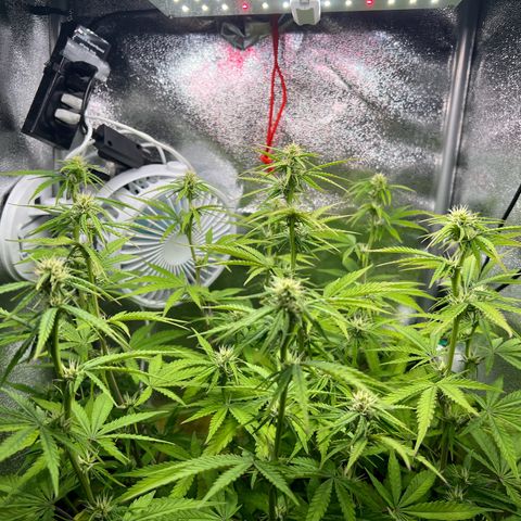 Lemonita growlog timeline photo