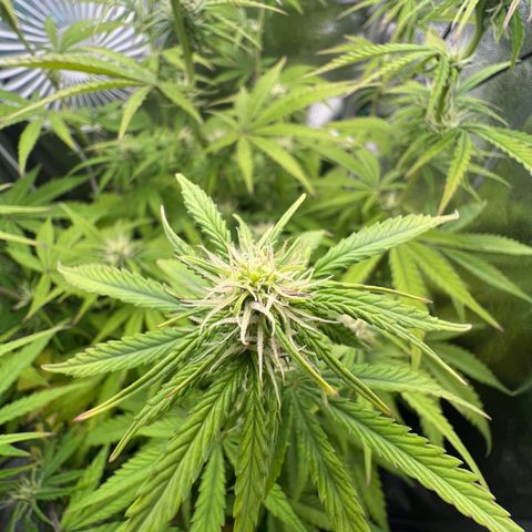 Lemonita growlog timeline photo