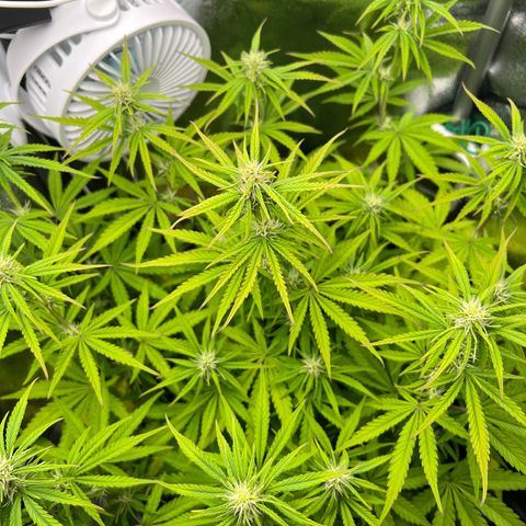 Lemonita growlog timeline photo