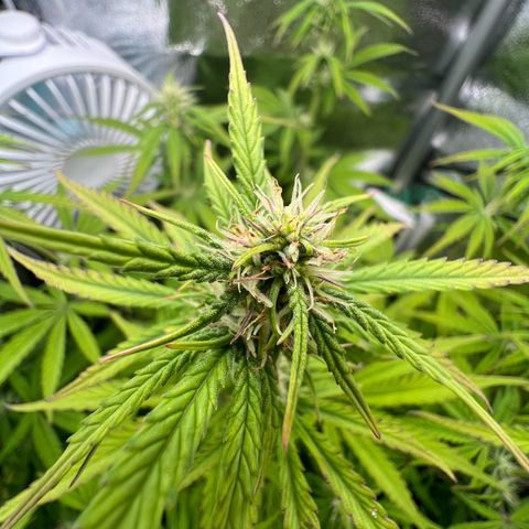 Lemonita growlog timeline photo