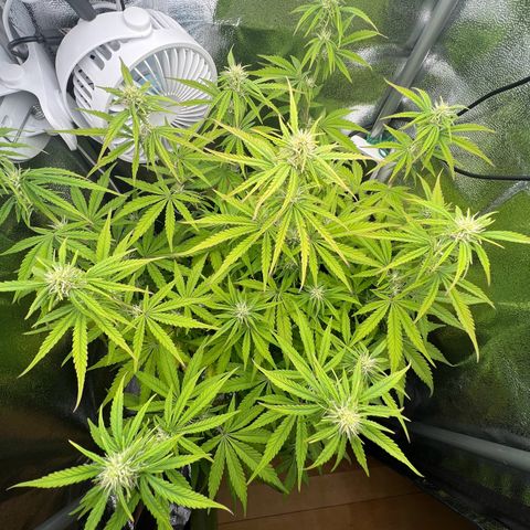 Lemonita growlog timeline photo