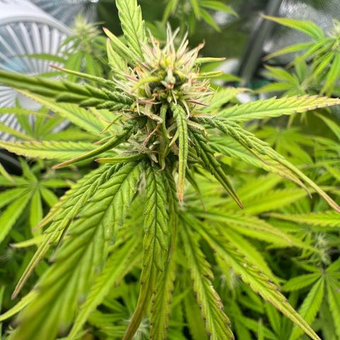 Lemonita growlog timeline photo
